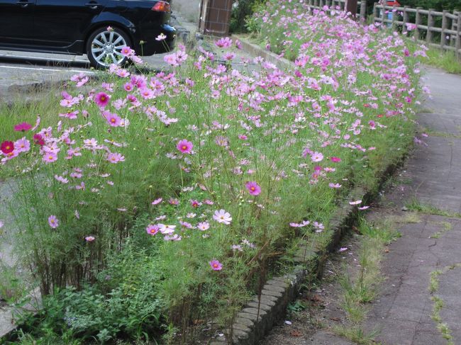 9/13　山中湖一周ライド<br /><br />花も可愛らしい。<br />