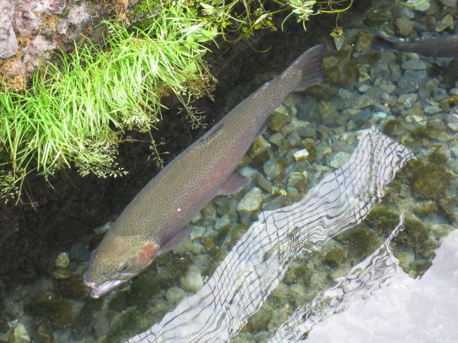 9/13　忍野八海<br /><br />でっかい虹マスが泳いでいました。<br />