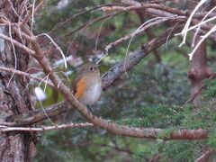 奥庭に来た目的の一つは、

野鳥に逢うことです。

なので。。。見れちゃって。。。うれしい〜