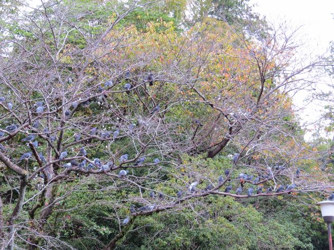 空に目を向けると<br /><br />“なんだぁ〜”<br /><br />木の枝びっしりの・・・鳩・・・