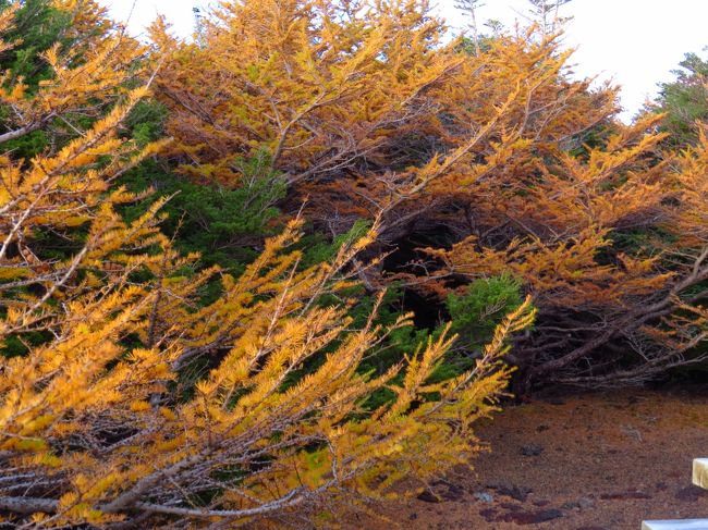 カラマツの葉が舞って<br /><br />雪のように降ってきます。
