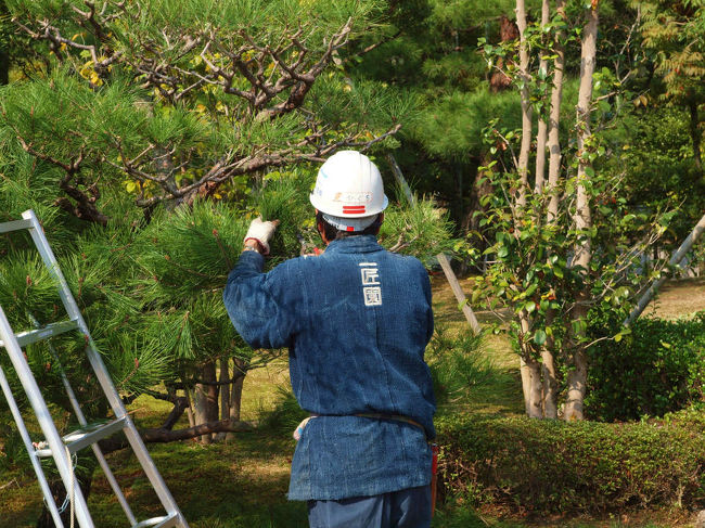 唐招提寺さんに比べ<br /><br />　緑の少ない薬師寺さん<br /><br />　　庭師さん手入れ中