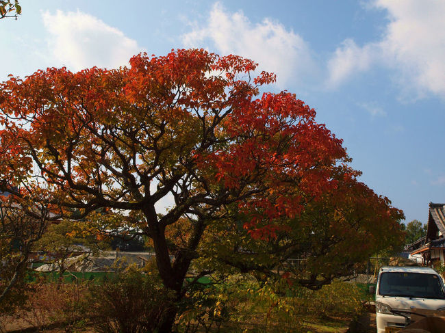 秋空、、いい天気が、今日の日を。。より、、<br /><br />　楽しませてくれます。