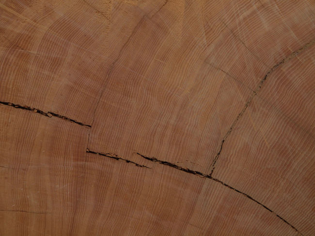 細やかな年輪が１０００年の生命を教えてくれています。