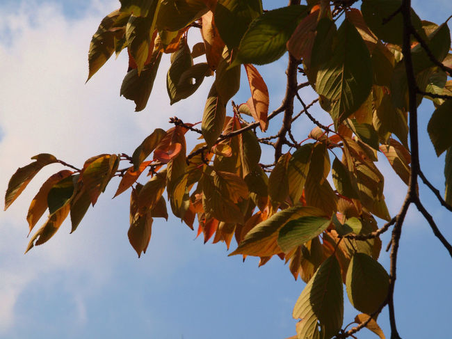 時は　平成２５年１１月４日　正午近く