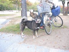 中央公園で見かけた『四国犬』
ごま毛と黒の2頭がいて飼い主にお願いして写真を撮らせて頂きました。
「ニホンオオカミ発見か？」というニュースが出ると必ずこの四国犬が野化したものだと言われるくらいごま毛の四国犬は毛色がオオカミに似ています。
ちなみに英語名はスバリ"Japanese Wolf Dog"です。
精悍な顔立ちと凛とした立ち振る舞いは和犬の素晴らしさを教えてくれます！