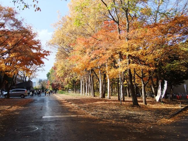 １１月３日<br /><br />北大メイン道路です