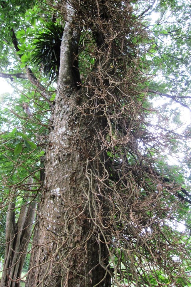 『2011夏、スリランカ旅行記(41：補遺2)ベラデニア植物園の植物(1/2)：ジャイアントバンブー、双子椰子