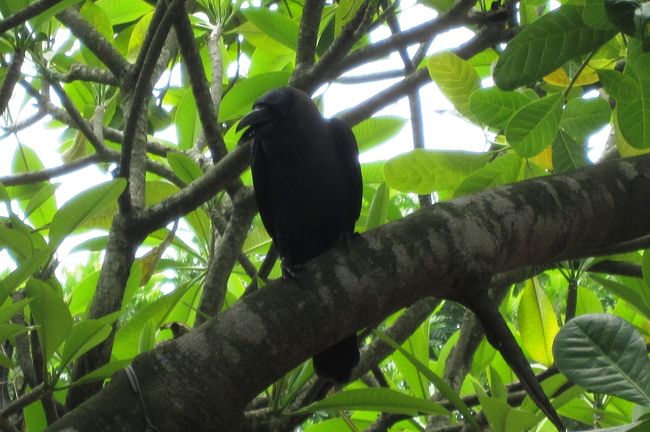 スリランカの野鳥一覧