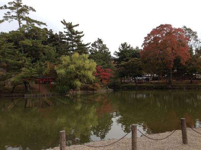 紅葉狩りも色づき始めてます