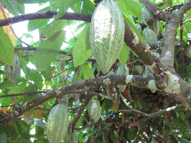カカオの実<br />入り口を入って進んでいくといっぱいなってました。