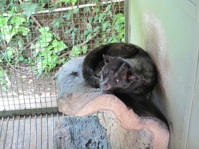 数か所に何匹もいました。