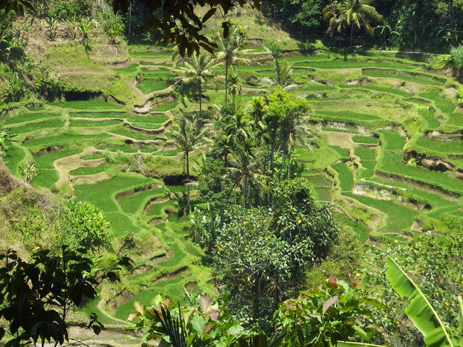 試飲している席の向こう側にはライステラスが広がっていました。<br />絶景です！