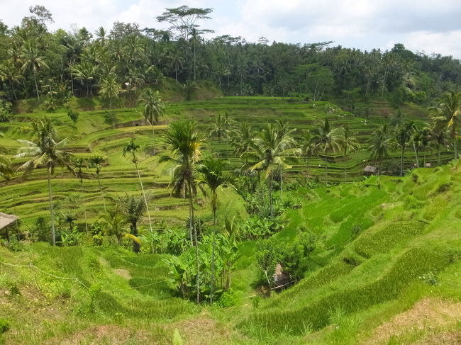 ランチの後もライステラスに立ち寄りながら次の場所に向かいます。<br />わたしたちが住んでるところもお米の産地だけど、全然飽きない（*^_^*）<br />緑に癒やされます♪