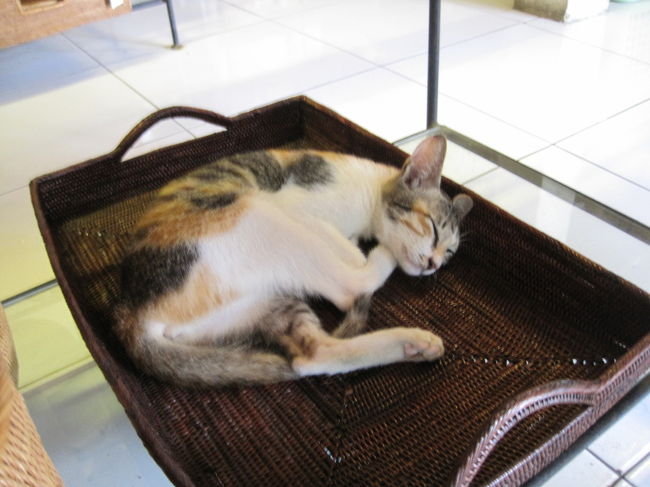 商品の上にネコちゃん(笑<br />自由だな〜・・・ネコには国境無いのかな？