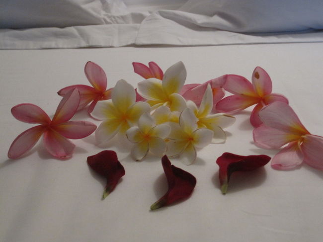 昨日の夜に、ホテル内で拾ったお花をベッドに並べて遊んだ後、プールに浮かべて寝たら・・・