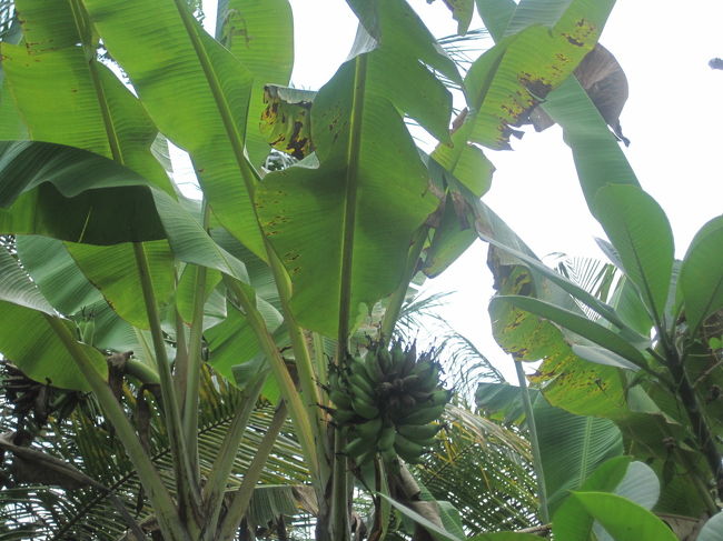 途中にバナナの木を発見。まだ小さいです。