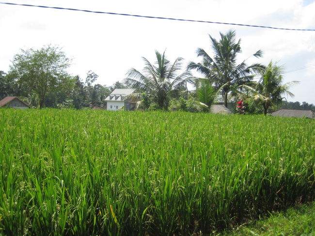 まだ10時になってないくらいの時間ですがすでに暑いです。