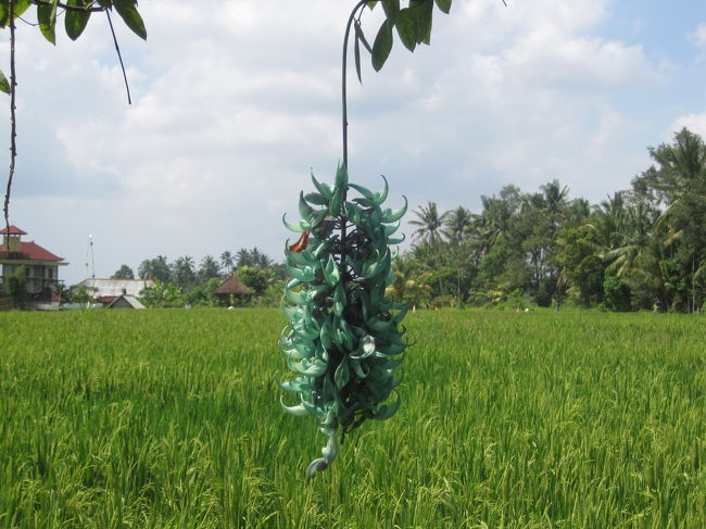 入り口の前にこんな花がぶら下がってました。<br />実際は写真よりももっと青々しています。自然界にこんな色あるの！？ってくらい青かったです。しかもおっきかった！<br /><br />この後は、前日に行ったデルタデワタを発見したので、少し買い足してから周辺をブラブラして、汗ダラダラでホテルに帰還。