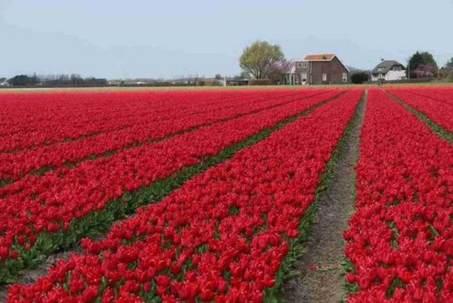 オランダと言えば<br />　チューリップと風車を　誰もが思い浮かべる。<br /><br />写真を見ていただければ　わかっていただけるだろうけど<br />それは・・それは　見事なチューリップ。