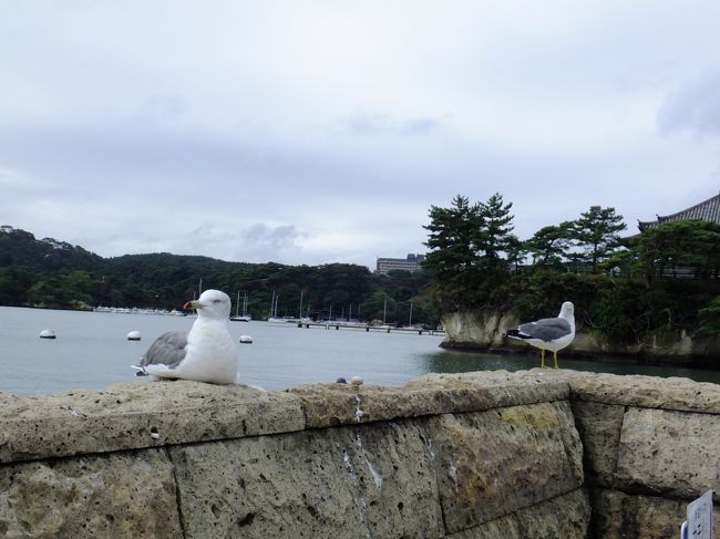 写真の左手に相方がいるのですが、カモメに近づきお菓子を食べているフリをするだけでロックオンされます(笑)<br />