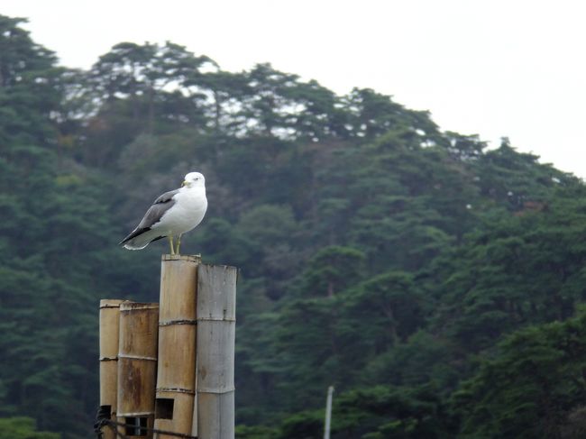 なぜカモメ写真ばかりかというと、さすが人気観光地、大陸のひとたちでいっぱいなんです…。しかも団体でね。<br />ひとがカメラ構えてるのに、たいていフレームインされるのは何なんでしょう。<br />カモメ以外の写真を撮る気がなくなりました(笑)