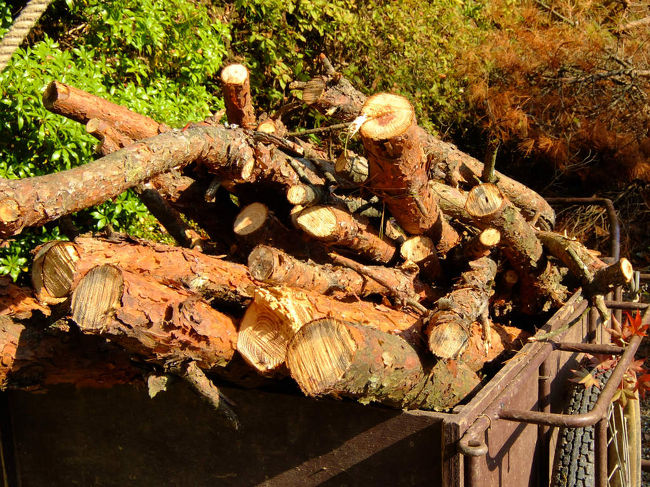 切り取られた木々<br /><br />　　　何を見ても絵になる<br /><br />　　　　　ふしぎな感情<br /><br />紅葉の葉　落ちてる。。　拾って　家まで持ち帰る