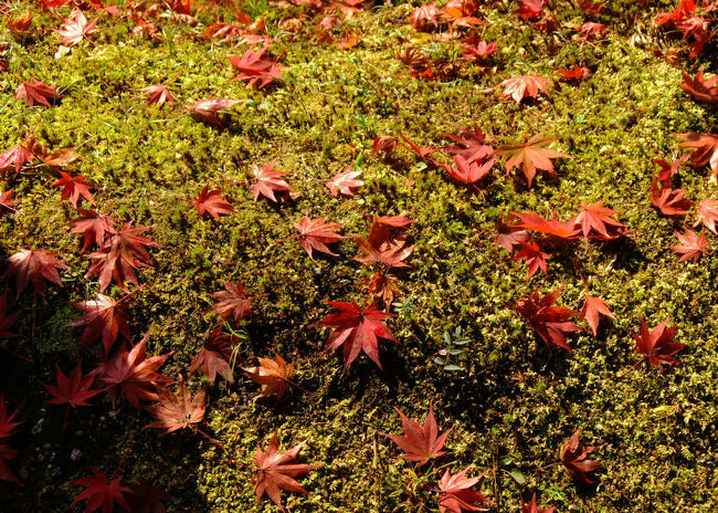苔の上の落ち葉