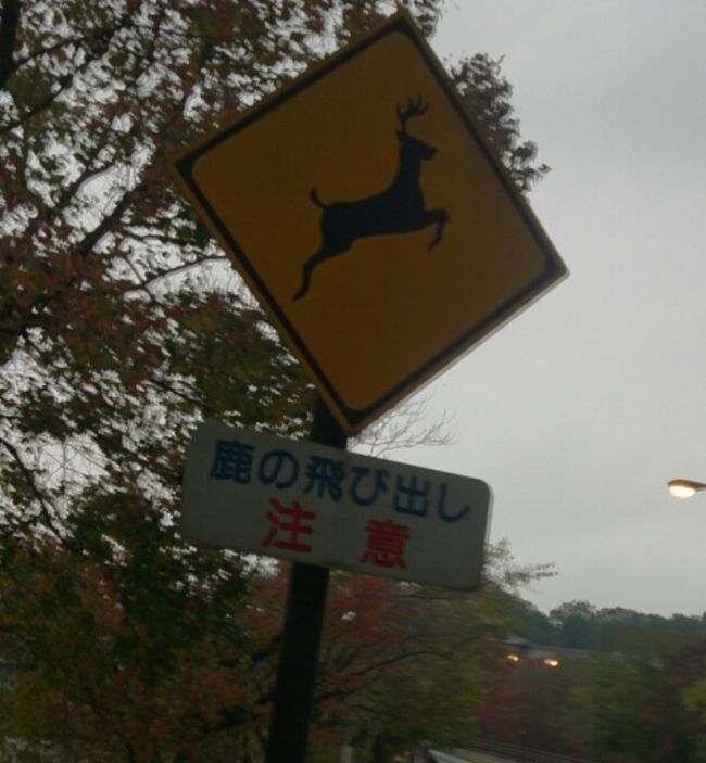 〜鹿の飛び出し注意〜<br /><br />翌日、タクシーの運転手さんに尋ねると、車にはねられる鹿も少なくないとのこと。体の大きい雄鹿だと、車の方のダメージもかなりひどいそうです。