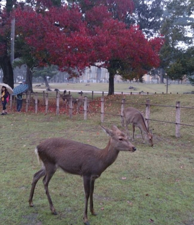 奈良国立博物館は奈良公園の中。<br />回りは鹿がいっぱいです。<br /><br />このあと鹿せんべいを買ったら、回りを囲まれ、服を口であちこち引っ張られ大変でしたが、やっぱり奈良に来たら鹿にせんべいやらないと…ね(笑)。