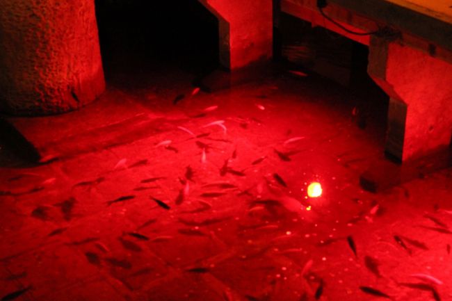 小魚がたくさん泳いでいました。