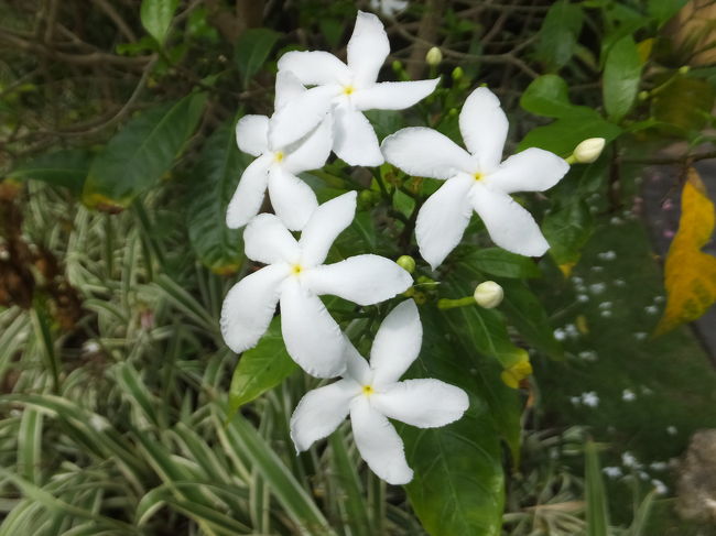 ヴィラエリアをのんびりお散歩しながら向かいます。<br />さっそくかわいいお花を発見♪