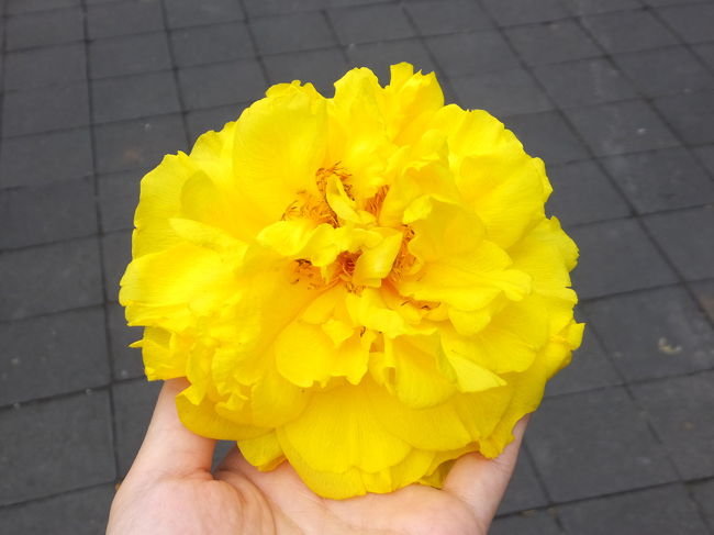 歩いていたら、突然目の前にボトッと音を立てて黄色の花が落ちてきました。すごく大きい花で、手のひらにやっとおさまるくらいの大きさです。<br />自分の重みで落ちるのかな？