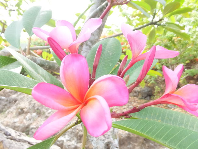 席のすぐ上に咲いてました。