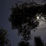 メコンに沈む夕陽とホタルの樹を見る為にホーチミンを訪づねました