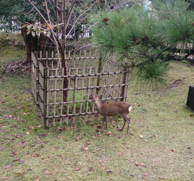 ホテルの庭にも鹿がやってきます。<br />若木は樹皮が柔らかく、鹿が食べてしまうと枯れるので、若木の回りだけ柵で囲んであります。<br />