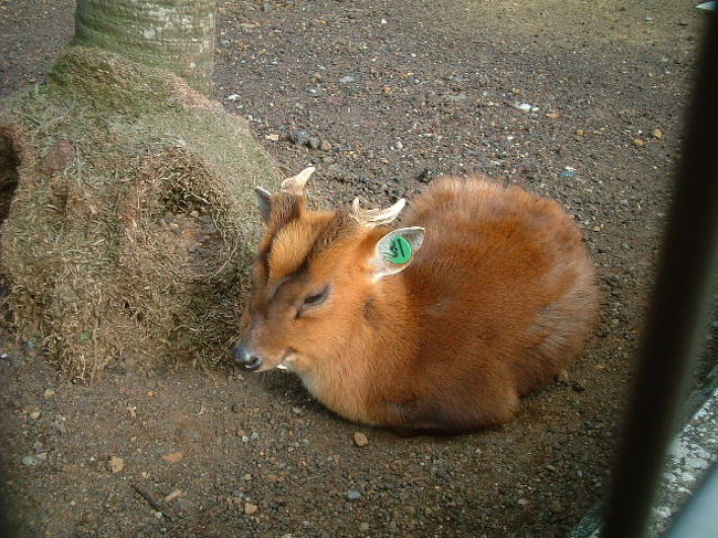 がきデカ の旅 八丈島 東京 の旅行記 ブログ By オオイさん フォートラベル がきデカ の旅 八丈島 東京 の旅行記 ブログ By オオイさん フォートラベル