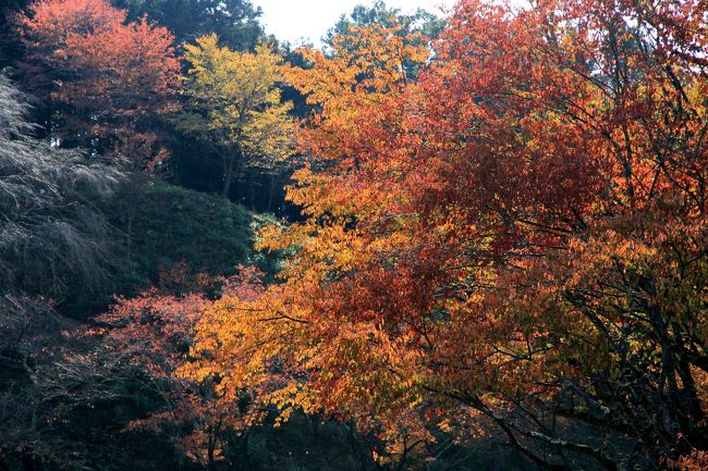 吉野山　真っ赤な紅葉を期待し吉野山に向かいましたが、ちょっと期待はずれでした。<br />