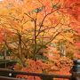 紅葉の京都10庭園巡り