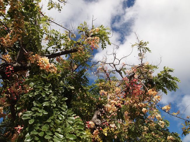 シャワーツリー？綺麗だった。