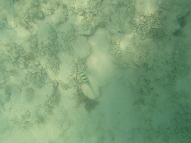 ラニカイにも魚が居ますね。何人かシュノーケリングしてました。<br />長男坊撮影。