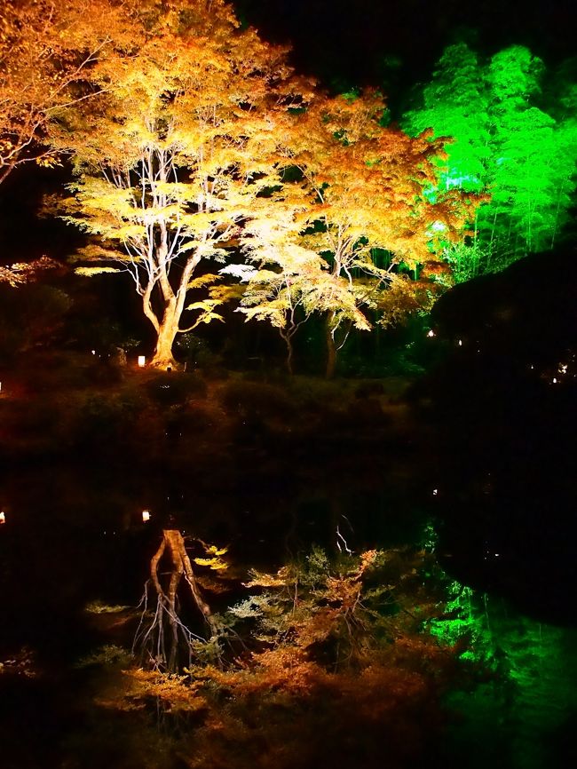 幻想の杜 神秘の池 松島 円通院の紅葉ライトアップ 松島 奥松島 宮城県 の旅行記 ブログ By こあひるさん フォートラベル
