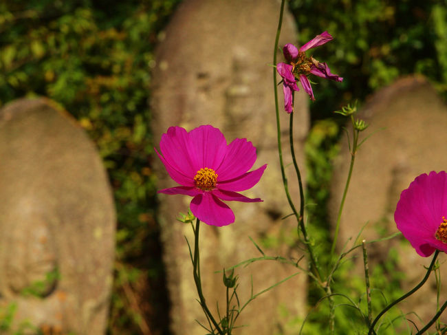 コスモス　咲いているのです。。<br /><br />　花の数は少なくても<br /><br />　　嬉しい、期待外れでした。
