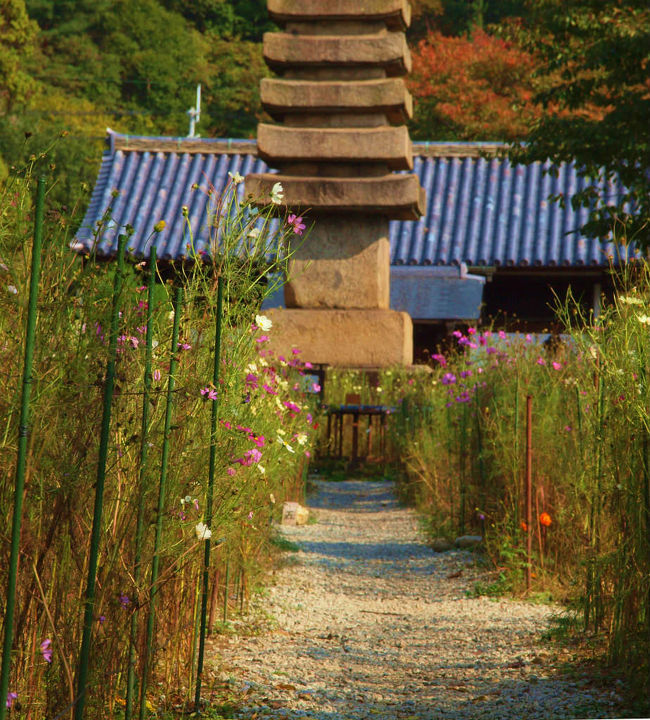 楼門から真正面の道　突き当りの<br /><br />　十三重塔<br /><br />　　両脇のコスモス