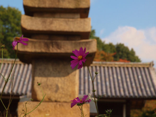 寄り添う　コスモスの花　一輪
