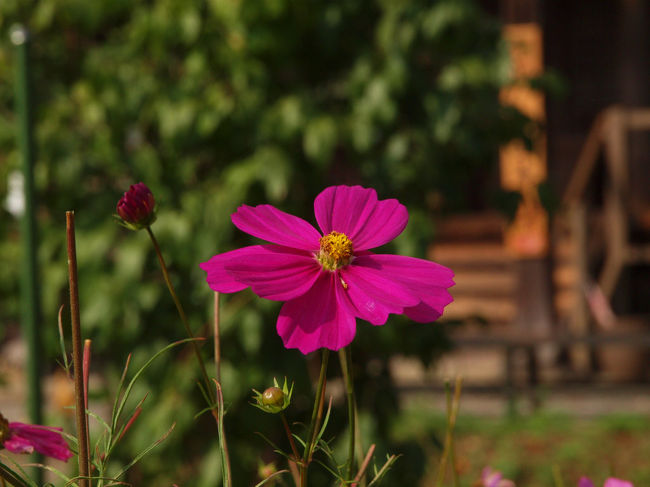 １１月まで人の心を和ませてくれるコスモスの花