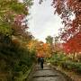 そうだ京都に行こう（紅葉狩り・嵯峨野）