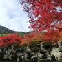 そうだ京都に行こう（紅葉狩り・嵯峨野）