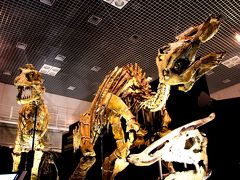 上野・国立科学博物館で開催されている大恐竜展〜ゴビ砂漠の驚異〜、今回の展示は子供向けだけではなく、化石に興味津々のオトナ向けにも十分耐えうる内容だ。

今回の展示の目玉は、モンゴル・ゴビ砂漠で発掘されたティラノサウルス類のタルボサウルスとサウロロフスの全身骨格。
普通、恐竜博・恐竜展というと、レプリカがほとんどで更に恐竜に肉つけが行われ、恐竜の首が動く等の子ども向け嗜好が用意されているが、今回はそんなものは全くない。
そして、展示してある標本骨格化石の90％が本物の化石と云う、日本では今まで前例がなかった規模。

化石が大好きでゴビゴビ砂漠に子供の頃から憧れていた私としては行かない筈がない。