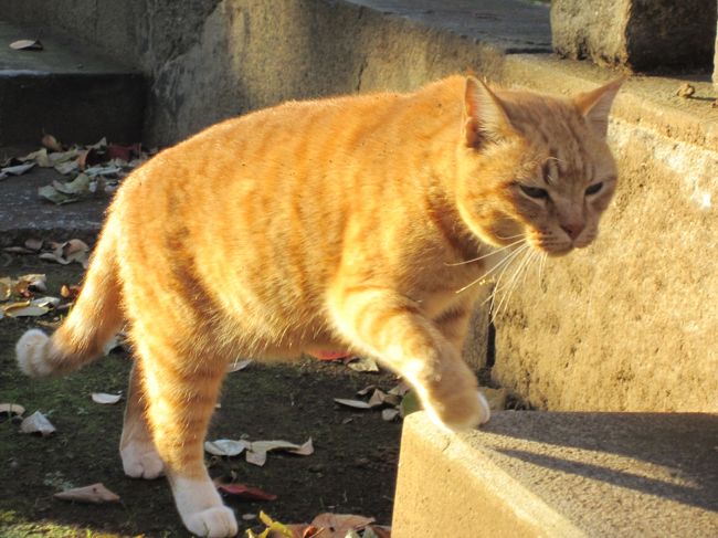 東京ぶらり散歩 秋の谷中で猫とアートと美味しいもの 谷根千 東京 の旅行記 ブログ By まめ猫さん フォートラベル